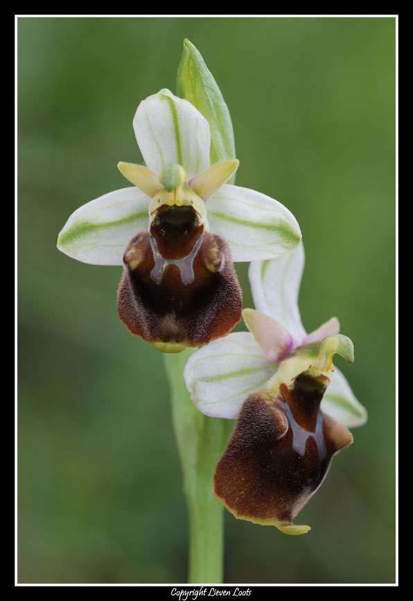 la solita ignota ... ophrys